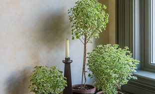 Indoor Topiaries, Pelargonium 
Garden Design
Calimesa, CA