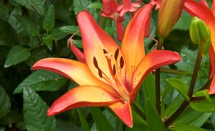Royal Sunset Asiatic Lily, Lily Flower
Garden Design
Calimesa, CA