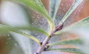 Spider Mites On Houseplant, Spider Mites
Shutterstock.com
New York, NY