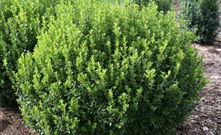 Sprinter Boxwood, Buxus Microphylla
Proven Winners
Sycamore, IL