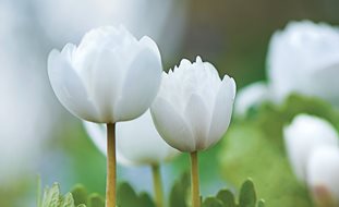 Bloodroot, Sanguinaria Canadensis
Ornamental Grasses in Pots 
Garden Design
Calimesa, CA