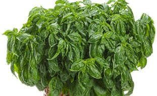 Amazel Basil In Pot, Ocimum, Basil Plant
Proven Winners
Sycamore, IL