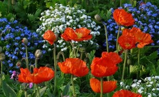 Poppies, Orange Flowers
Garden Design
Calimesa, CA
