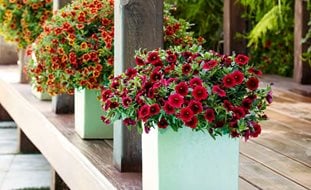 Red Calibrachoa, Superbells, Pomegrante Punch
Desert Garden Succulents & Cacti
Proven Winners
Sycamore, IL