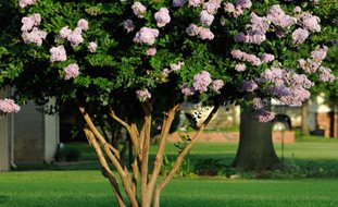 Lagerstroemia Indica, Crape Myrtle, Flowering Tree
Alamy Stock Photo
Brooklyn, NY