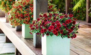 Red Calibrachoa, Superbells, Pomegrante Punch
A Rustic Perennial Paradise
Proven Winners
Sycamore, IL