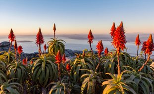 Aloe Plant, Aloe Plant In Bloom
Shutterstock.com
New York, NY