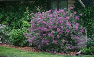 Bloomerang Dark Purple Lilac Bush, Syringa, Lilac Bush
Proven Winners
Sycamore, IL