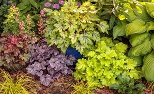 Colorful Foliage Plants
Proven Winners
Sycamore, IL