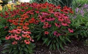 Coneflower, Lakota Fire Coneflower, Perennial Plant
Proven Winners
Sycamore, IL