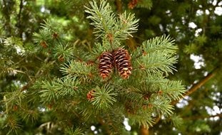 Douglas Fir Tree, Pseudotsuga Menziessi
Shutterstock.com
New York, NY