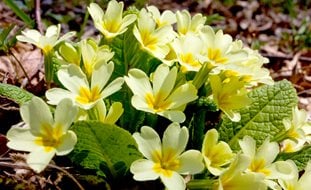 English Primrose, Yellow Primrose Flowers
Shutterstock.com
New York, NY