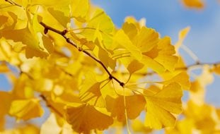 Ginkgo Biloba Leaves, Yellow Leaves
Shutterstock.com
New York, NY