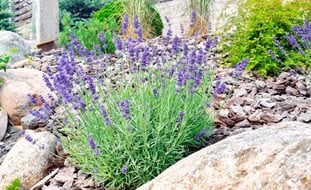 Lavender In Rock Garden
Shutterstock.com
New York, NY