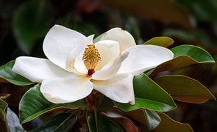 Magnolia Flower, White Tree Flower
Shutterstock.com
New York, NY