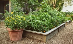 Raised Bed Vegetable Garden
Proven Winners
Sycamore, IL