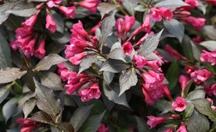 Spilled Wine Weigela, Dark Foliage, Flowering Shrub
Proven Winners
Sycamore, IL