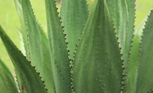 Agave Plant, Agave Leaves
Pixabay