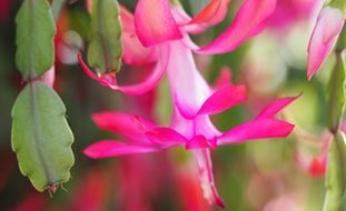 Christmas Cactus, Schlumbergera Bridgesii
Shutterstock.com
New York, NY