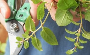 Fuchsia Cuttings
Shutterstock.com
New York, NY