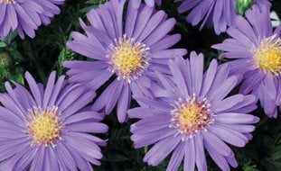 Sapphire Mist Aster, Purple Flower, Aster
Proven Winners
Sycamore, IL