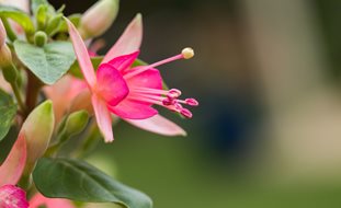 Walz Jubelteen Fuchsia, Hybrid Fuchsia
Shutterstock.com
New York, NY