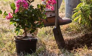 Crape Myrtle, Planting, Shovel
Alamy Stock Photo
Brooklyn, NY