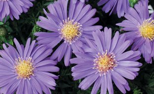 Sapphire Mist Aster, Purple Flower, Aster
Proven Winners
Sycamore, IL