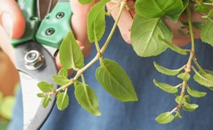 Fuchsia Cuttings
Shutterstock.com
New York, NY