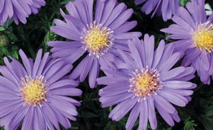 Sapphire Mist Aster, Purple Flower, Aster
Proven Winners
Sycamore, IL