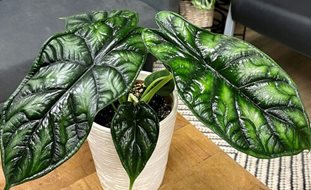 Mythic Dragon Scale Alocasia, Alocasia Baginda, Jewel Alocasia
Proven Winners
Sycamore, IL