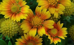 Arizona Apricot Blanket Flower, Gaillardia, Blanket Flower
A Rustic Perennial Paradise
Proven Winners
Sycamore, IL