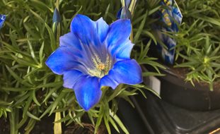 Autumn Gentian, Gentiana Sino-Ornata
A Rustic Perennial Paradise
Shutterstock.com
New York, NY