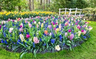 Bulb Garden, Flower Bulbs, Hyacinth, Tulips, Daffodils
Shutterstock.com
New York, NY