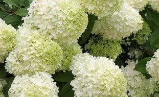 Limelight Hydrangea, Panicle Hydrangea, Paniculata, Green Flower
Proven Winners
Sycamore, IL