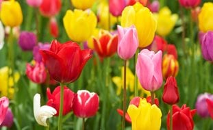 Tulip Flowers, Colorful Tulips
Garden Design
Calimesa, CA