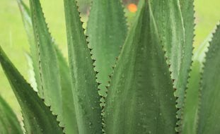 Agave Plant, Agave Leaves
Pixabay