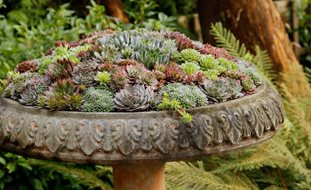 Succulent Gardens Garden Design