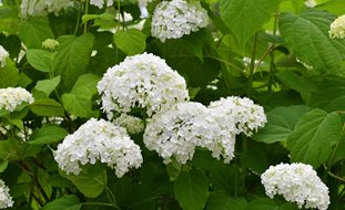 Hydrangea Arborescens, Annabelle, White Flower
Shutterstock.com
New York, NY