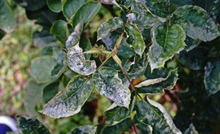 Powdery Mildew On Rose Leaves, Rose Disease
Shutterstock.com
New York, NY