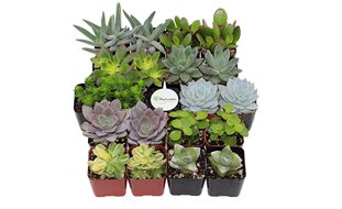 Succulent Collection
Garden Design
Calimesa, CA