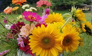 Fresh Cut Flowers, Garden Flowers
Shutterstock.com
New York, NY