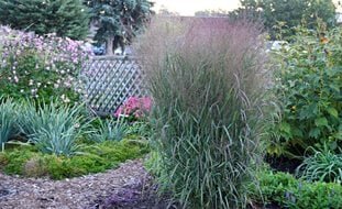 Apache Rose Switchgrass, Panicum Virgatum
Proven Winners
Sycamore, IL