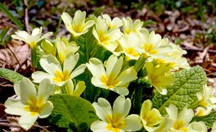 English Primrose, Yellow Primrose Flowers
Shutterstock.com
New York, NY