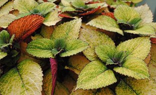 Honeycrisp Coleus, Coleus Plant
Garden Design
Calimesa, CA