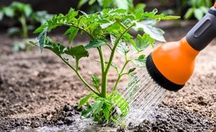 Watering Tomato Plant
Shutterstock.com
New York, NY