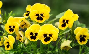 Yellow Pansies, Pansy Flowers
Shutterstock.com
New York, NY