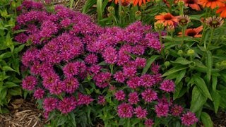 Pardon My Purple Bee Balm, Monarda Didyma, Purple Flower
Walters Gardens