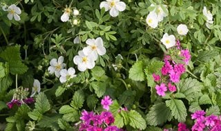 Potentilla In Container, Happy Face White Potentilla, Superbena Pink Shades
Proven Winners
Sycamore, IL