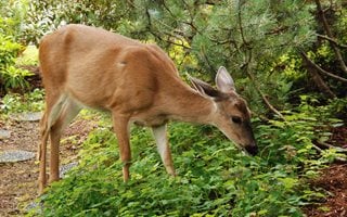 Deer, Garden, Groundcover
Pixabay
